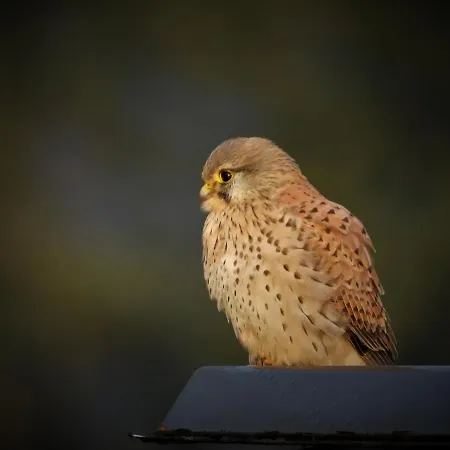 Winnemuller بيت ضيافة 3*